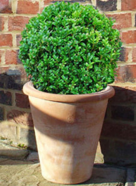 Box Ball in Terracotta Pot