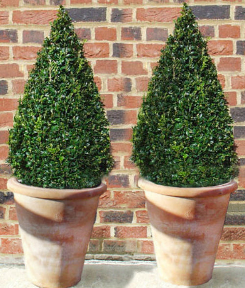 Box Triangle in Italian Terracotta Pot