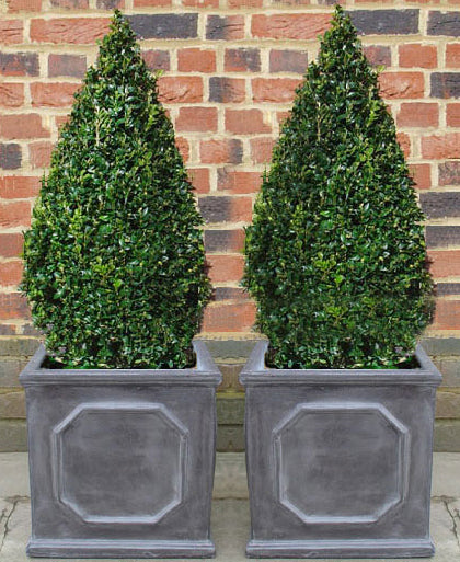 box plants in pots Box Pyramid in Faux Lead Chelsea Box