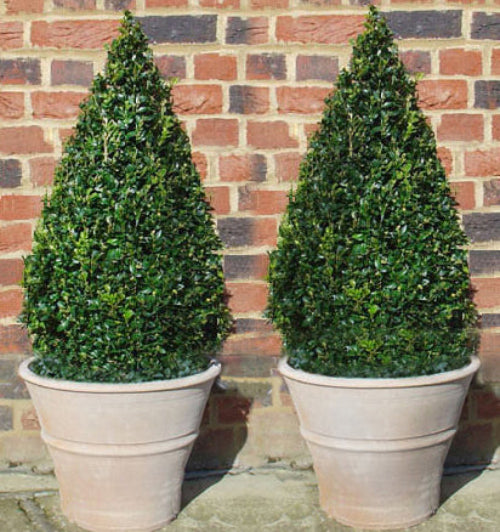 Box Pyramid in Cretan Terracotta Pot
