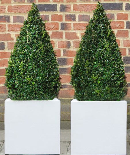 Ready planted box pyramids in white cubic planters