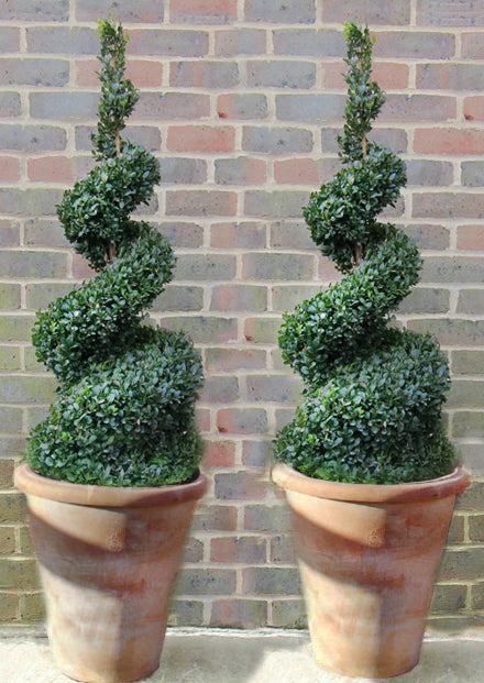 spiral plants in pots Box Spiral in Italian Terracotta Pot