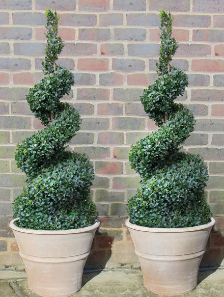 Box Spiral in Cretan Terracotta Pot