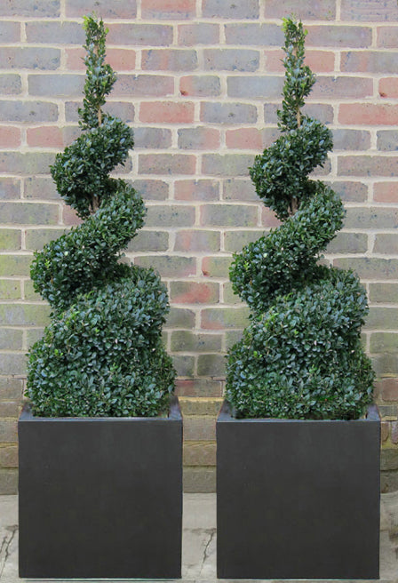 Box Spiral in Black Cube Planter