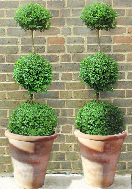 Triple Box Ball in Italian Terracotta Planter