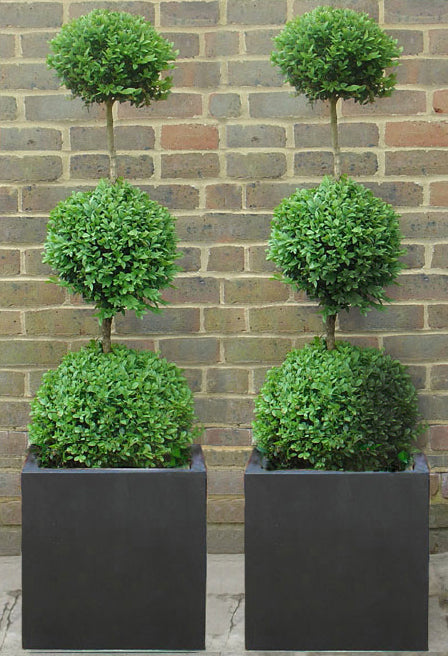 Triple Box Ball in Black Cube Planter
