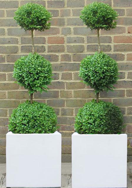 Ready Planted Box Triple ball in white planter