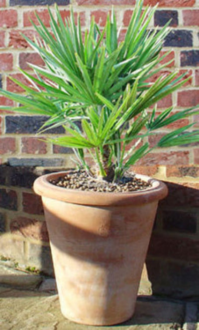 Chamaerops Palm in Terracotta Pot
