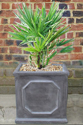 Palm in faux lead chelsea box