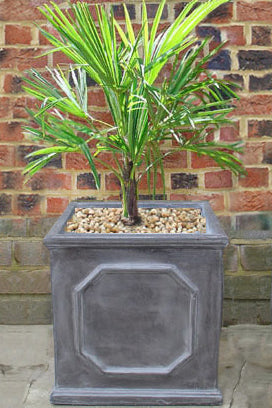 Chusan Palm in faux lead planter