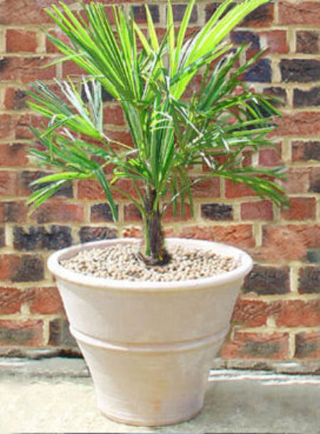 Palm in cretan terracotta pot