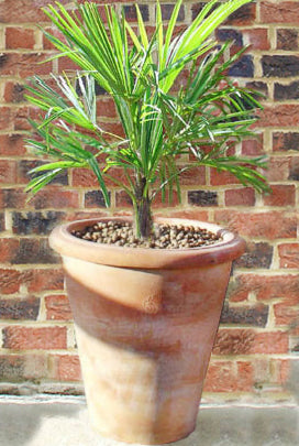 Palm in Italian Terracotta Pot