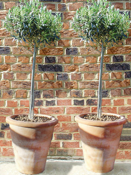Ready-Planted Olive Trees in Terracotta Pots