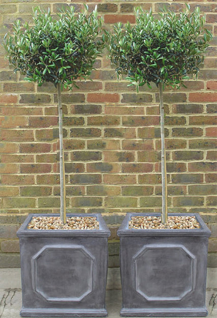 Ready Planted Olive Trees in faux Lead Chelsea planters