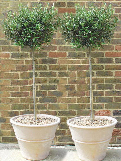Ready-Planted Olive tree in cretan pot