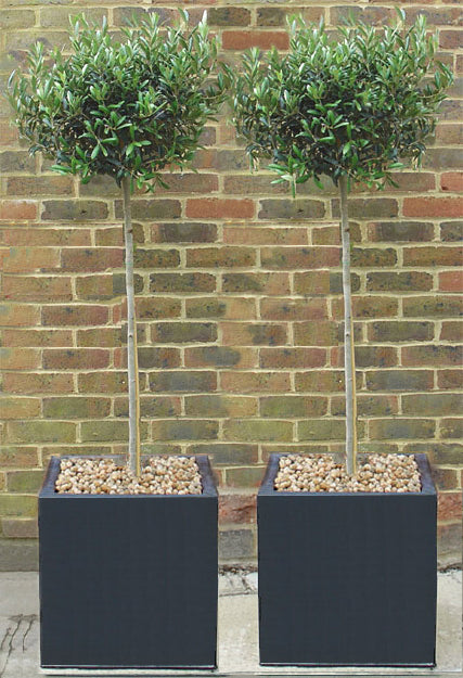 Ready Planted Olive Tree in Black Cube