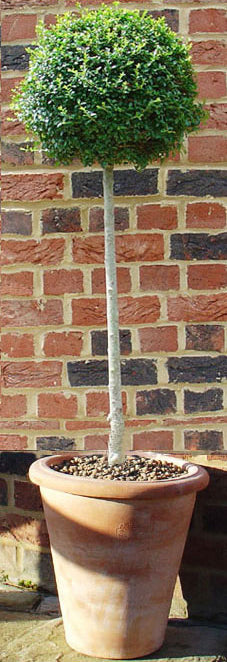 Privet Tree in Terracotta Pot