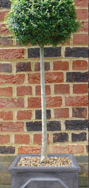 Privet Tree in Faux Lead Pot