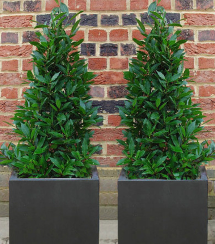 Bay Tree Pyramid in Polystone Cube