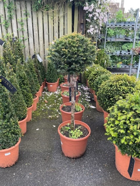 Yew lollipop Tree