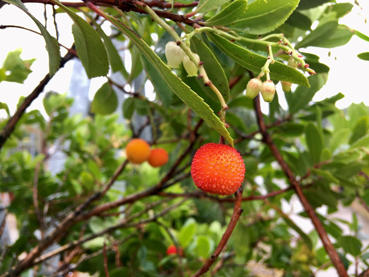 Other Trees