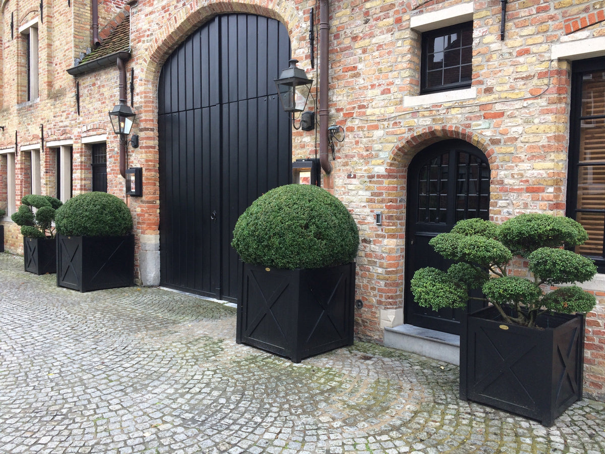 Ready-Planted Box, Holly, Yew
