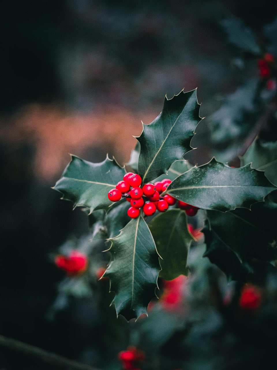Holly