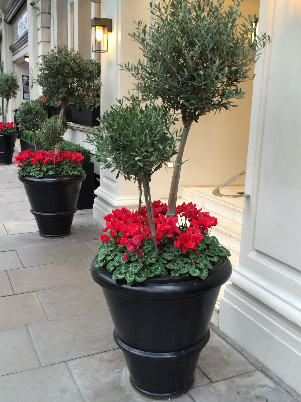Ready-Planted Olive