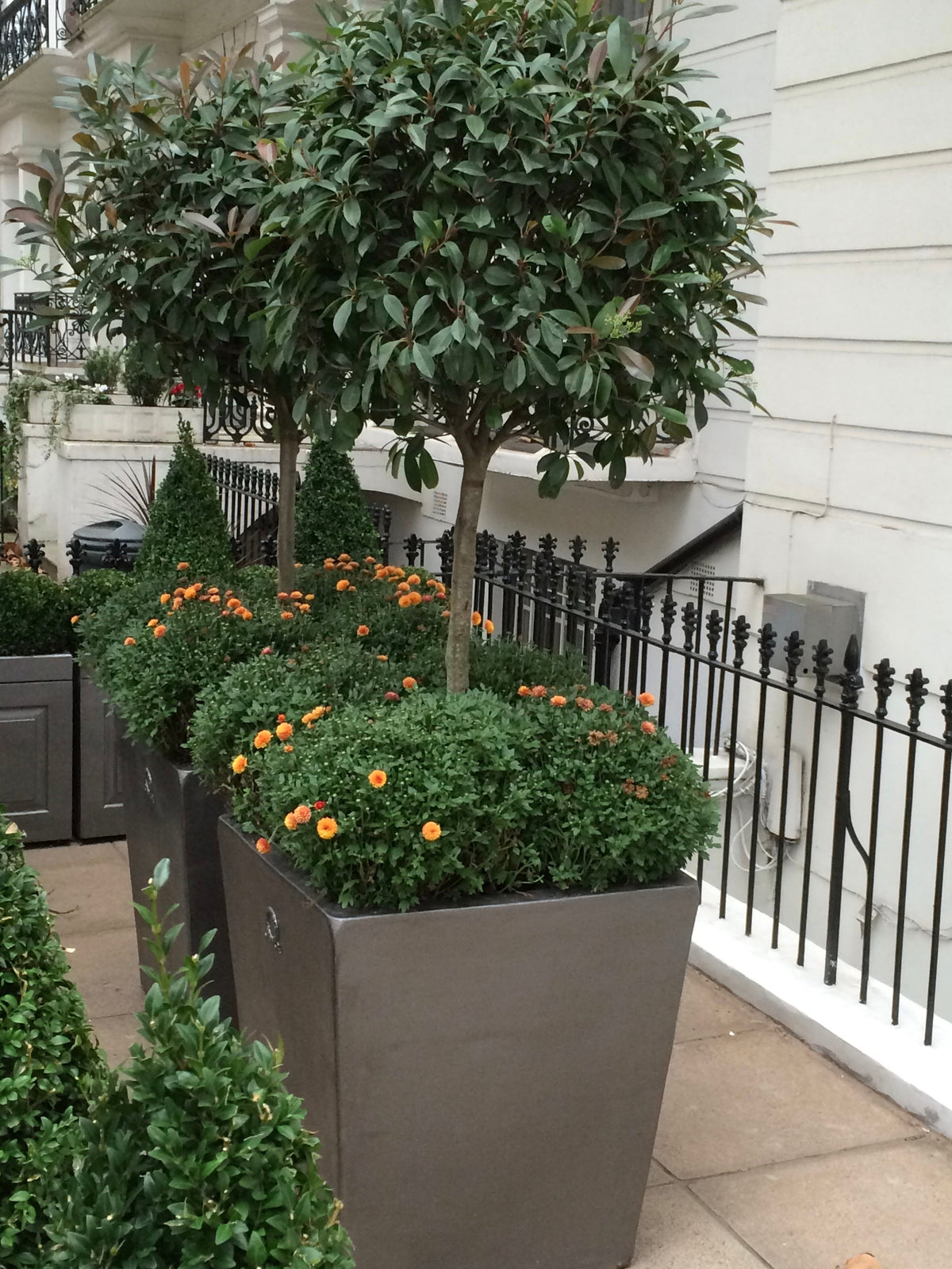 Ready-Planted Other Trees