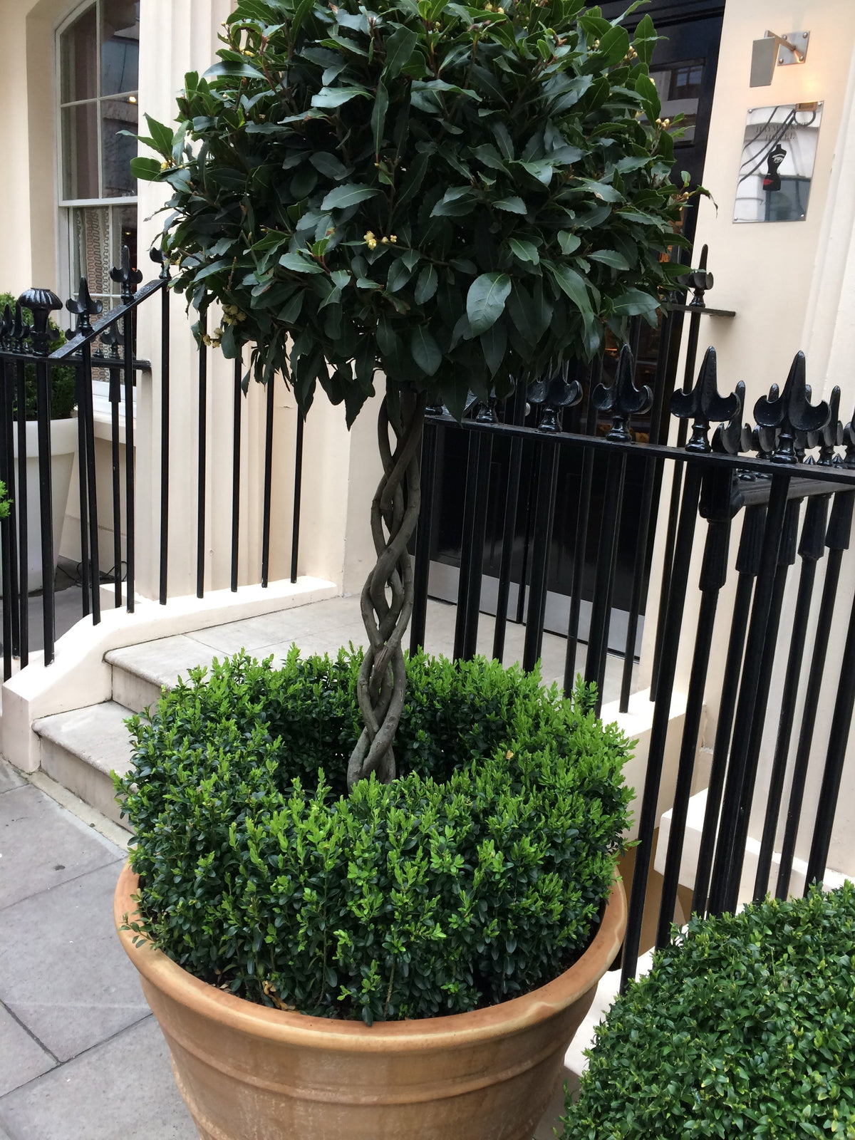 Ready-Planted Bay