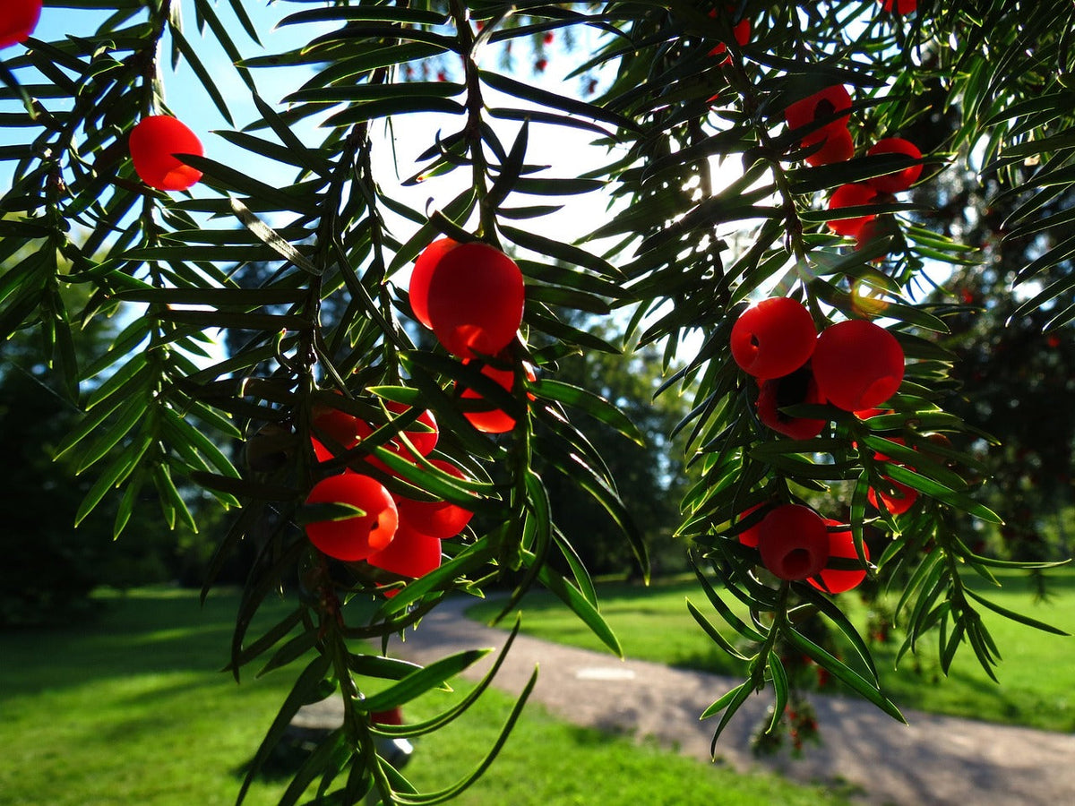 Yew