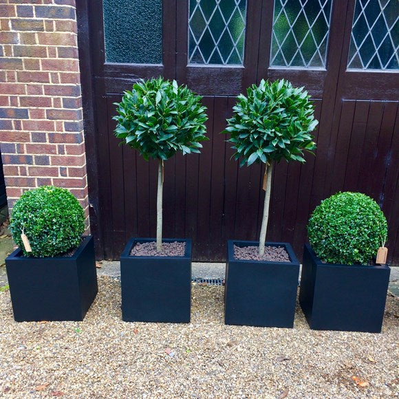 Ready Planted Trees and Pots
