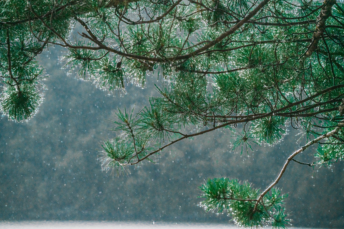Conifer