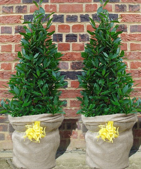 Gift Trees