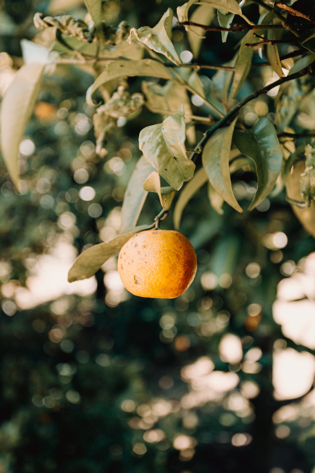 Citrus and Fruit