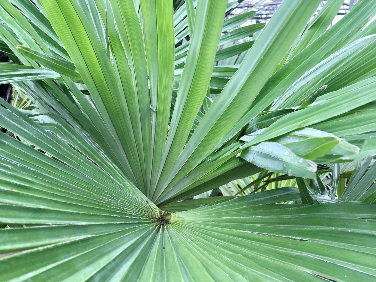 Palm