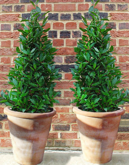 Bay pyramids in Camelia terracotta pots