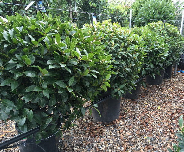 Bay tree balls