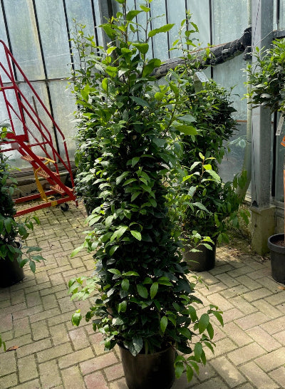 Bay Tree Bush