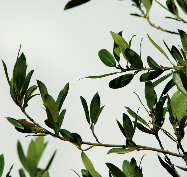 Close up of Bay Leaves