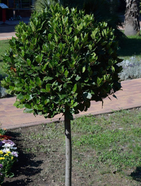 Bay Tree ball in ground