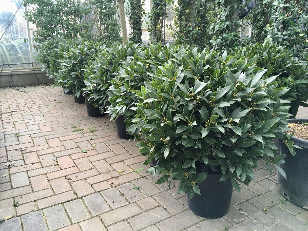 Bay balls topiary