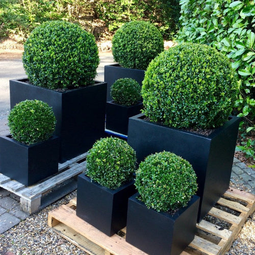 Different sized box balls in black cube planters