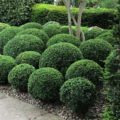 Box balls in border