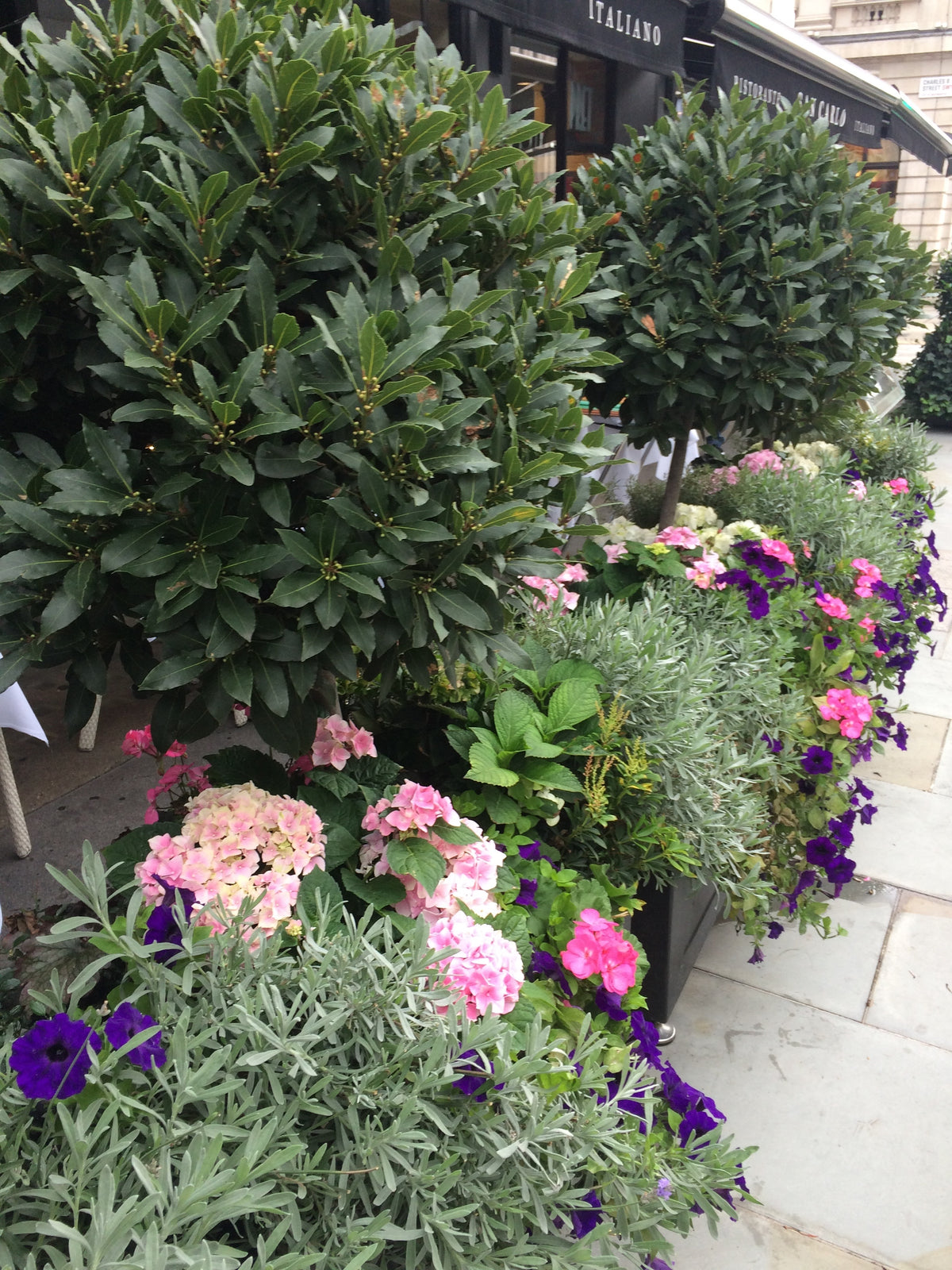 Planters outside restaurant with bay trees
