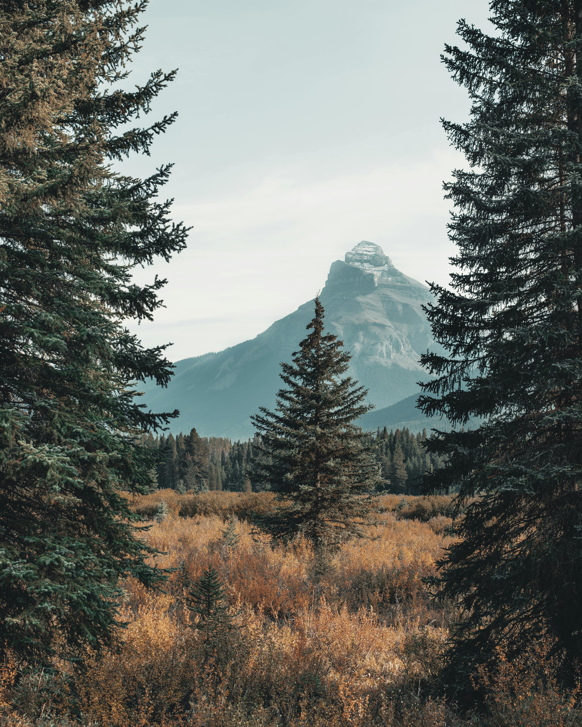 Pine Tree with mountain backdrop