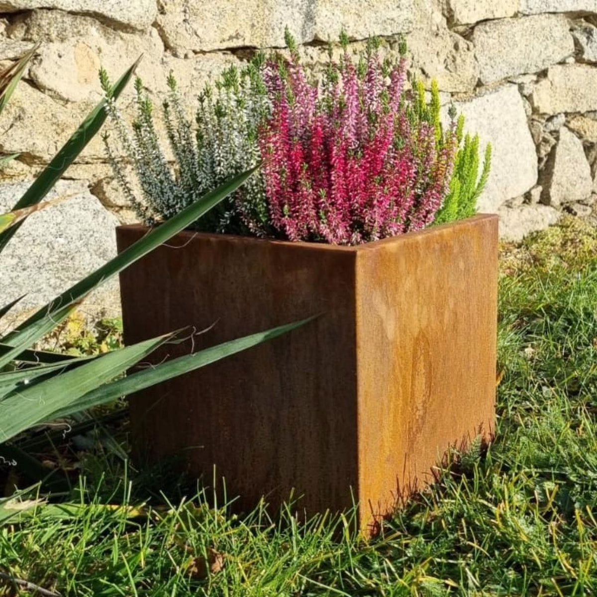 Square corten steel planter filled with heather plants in landscaped garden – weathered steel planter UK