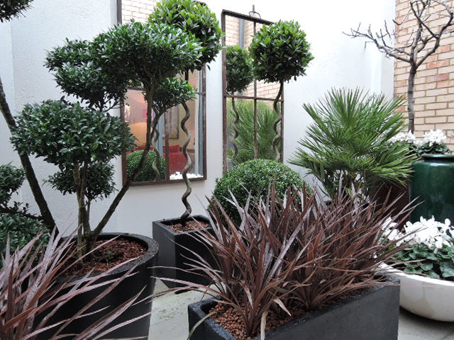 Cordyline in black polystone planters with spiral bay trees