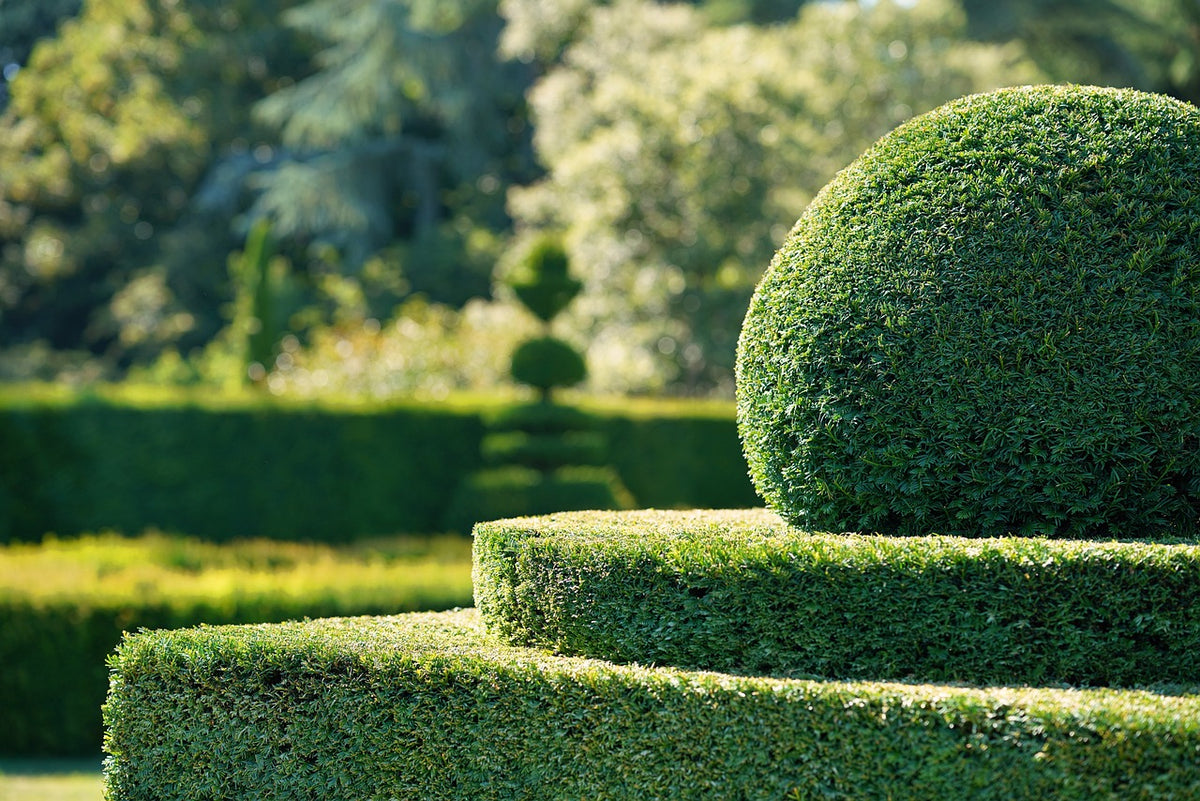 Lovely Yew topiary