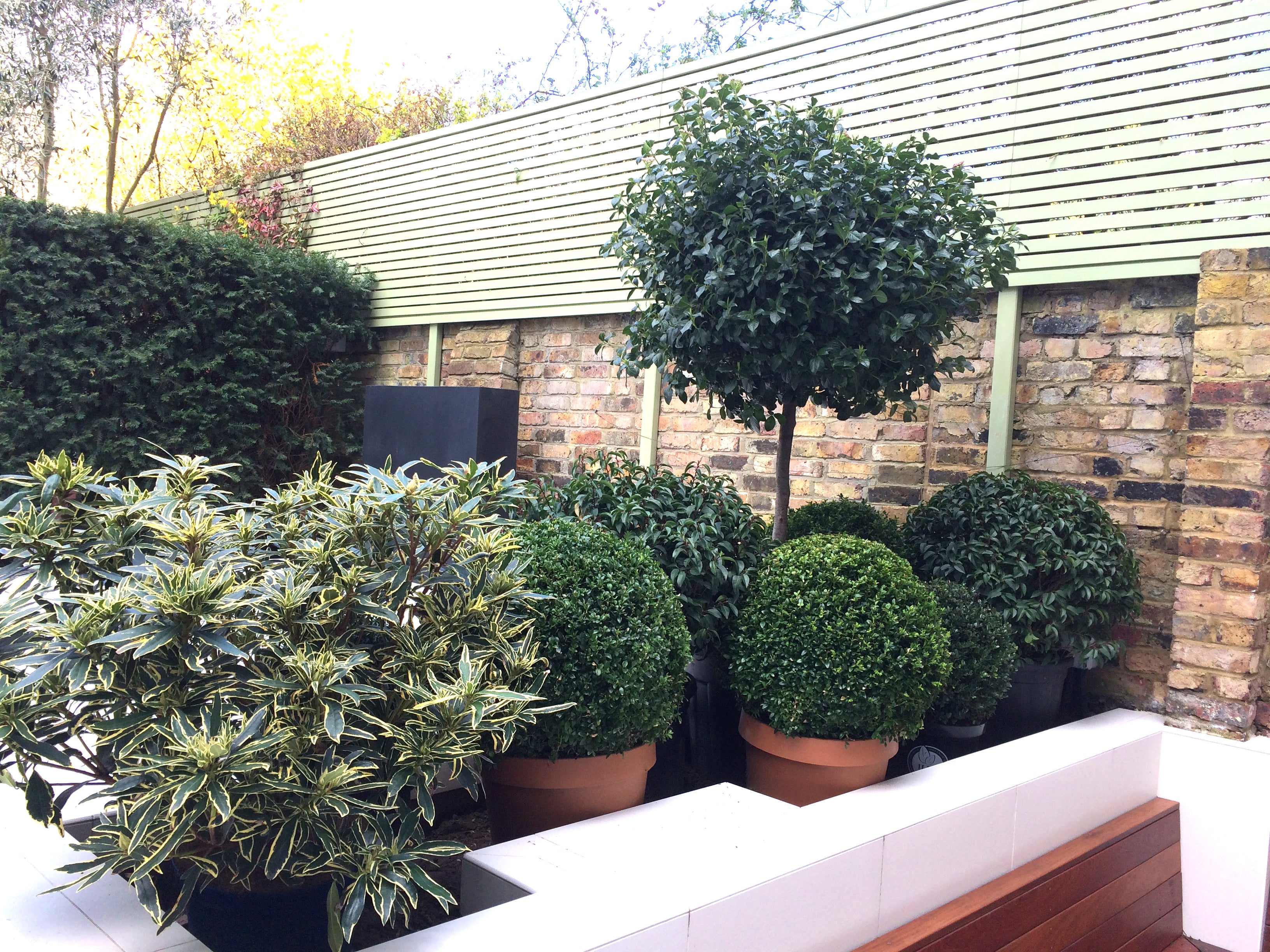 Trees and shrubs in London garden